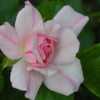 Rosa 'Flower Carpet Apple Blossom'