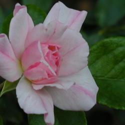 Location: in the Tulsa, OK Botanical Garden
Date: 2005-09-10
Rosa 'Flower Carpet Apple Blossom'