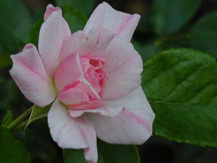 Photo of Rose (Rosa 'Flower Carpet Apple Blossom') uploaded by jathton