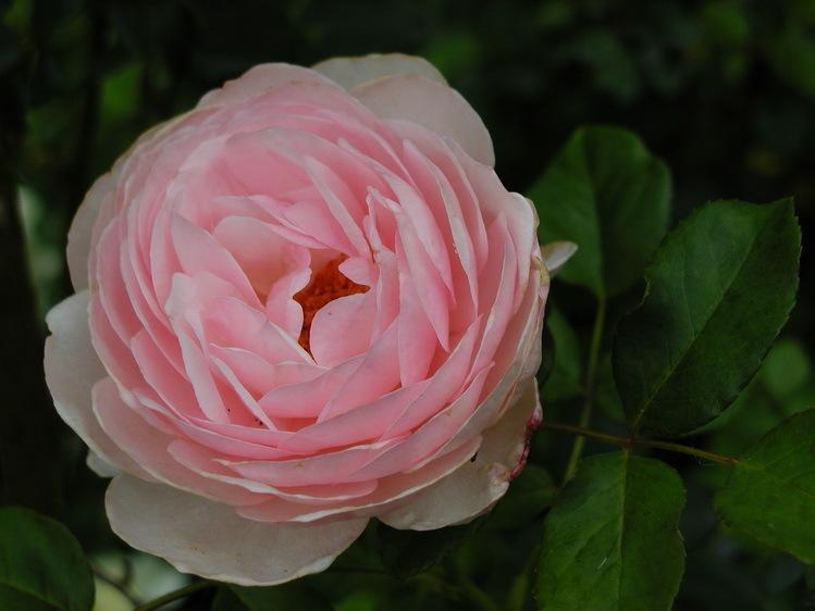 Photo of Rose (Rosa 'Heritage') uploaded by jathton
