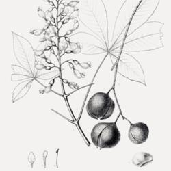 
Date: c. 1902
illustration [as Aesculus austrina] by C. E. Faxon from Sargent's