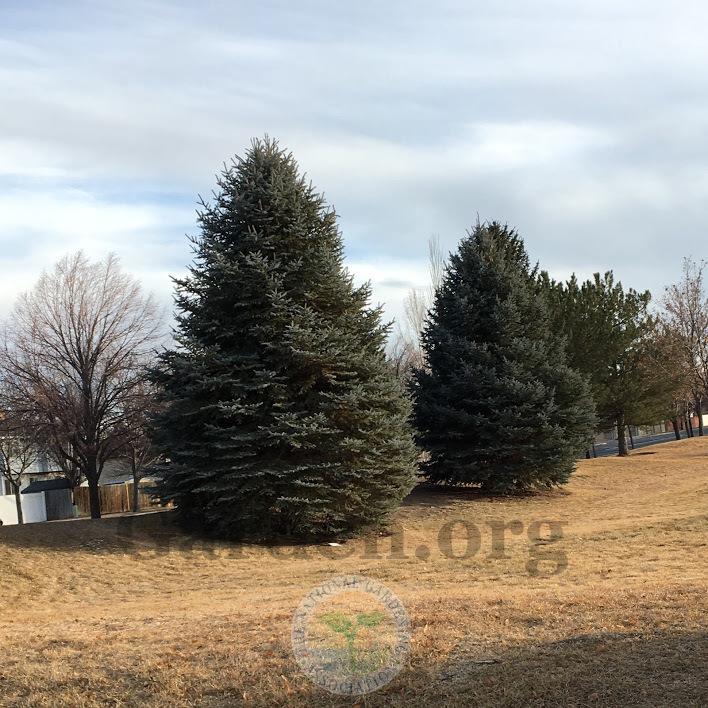 Photo of Colorado Blue Spruce (Picea pungens) uploaded by BlueOddish