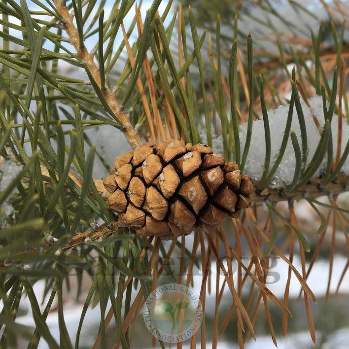 Photo of Scots Pine (Pinus sylvestris) uploaded by BlueOddish