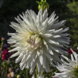 Location: Dahlia Hill, Midland, Michigan
Date: 2019-09-26
Pure white except for the hint of pink or lavender on the undersi