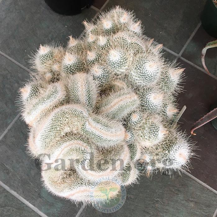 Photo of Twin-Spined Cactus (Mammillaria geminispina) uploaded by BlueOddish