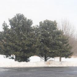 Location: Downingtown Pennsylvania
Date: 2021-02-02
two mature trees