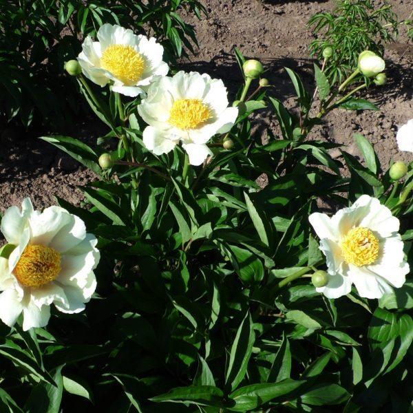 Photo of Peony (Paeonia 'Claire de Lune') uploaded by Joy