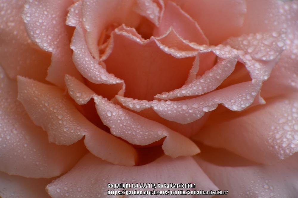 Photo of Rose (Rosa 'Just Joey') uploaded by SoCalGardenNut