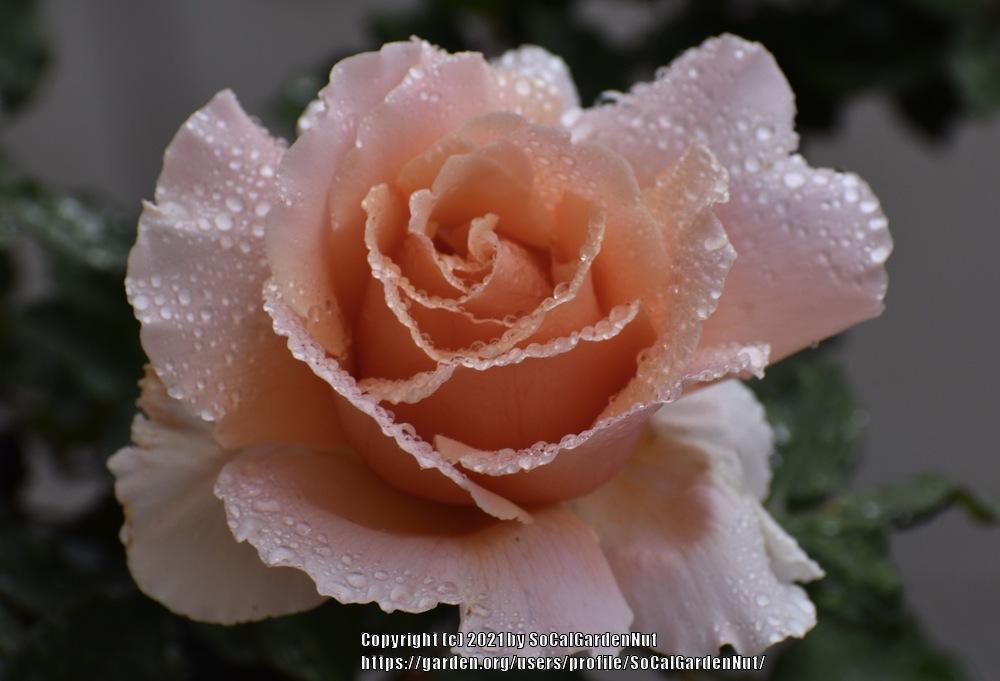 Photo of Rose (Rosa 'Just Joey') uploaded by SoCalGardenNut
