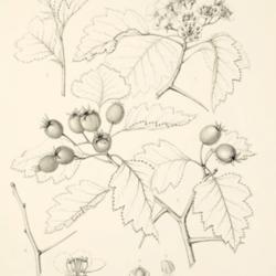 
Date: c. 1892
illustration by C. E. Faxon from Sargent's 'Silva of North Americ