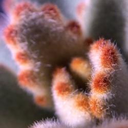 
Date: 2021-02-12
New growth on young Kalanchoe tomentosa