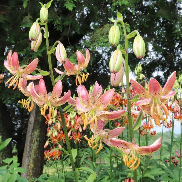 Photo of Lily (Lilium 'Slate's Select') uploaded by Joy