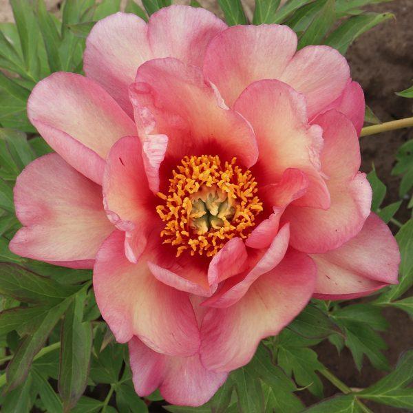 Photo of Itoh Peony (Paeonia 'Magical Mystery Tour') uploaded by Joy