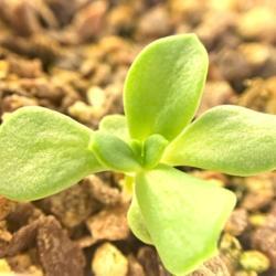 
Date: 2021-02-13
Mystery Echeveria seedling