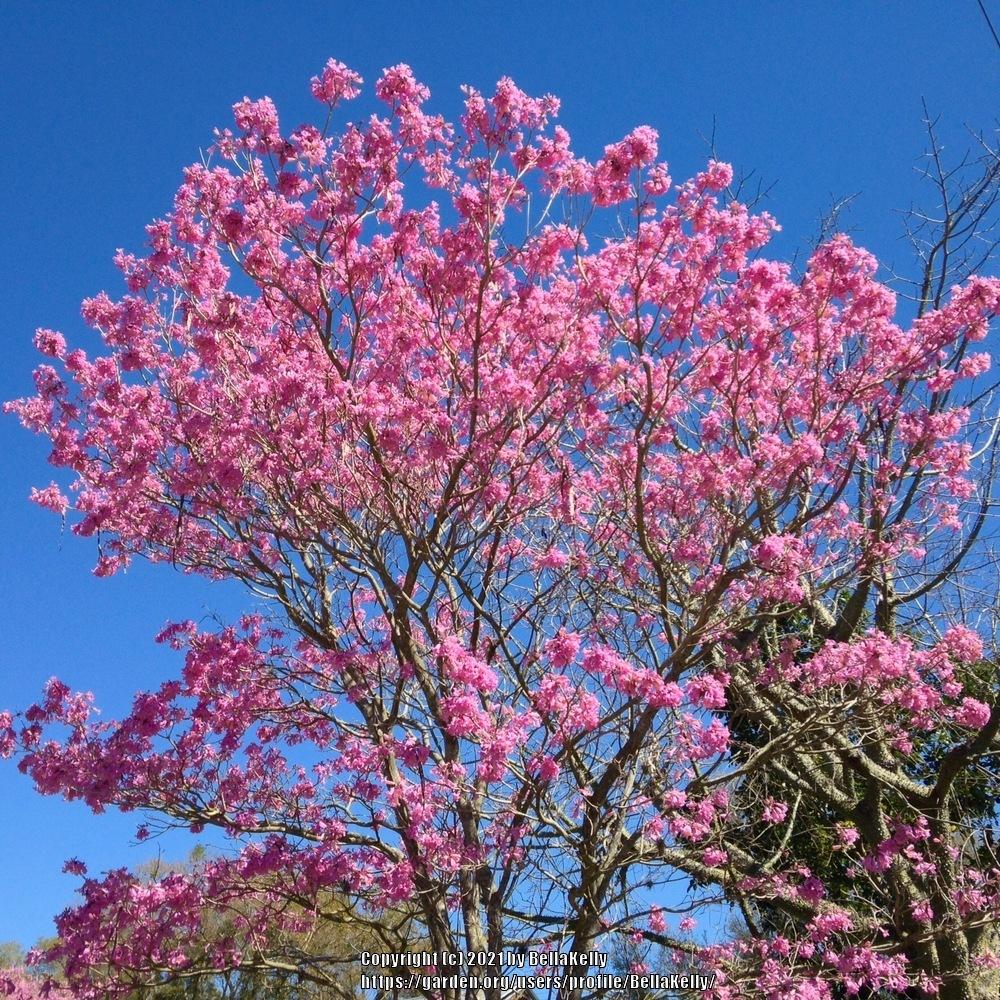 Photo of Pink Trumpet Tree (Handroanthus impetiginosum) uploaded by BellaKelly