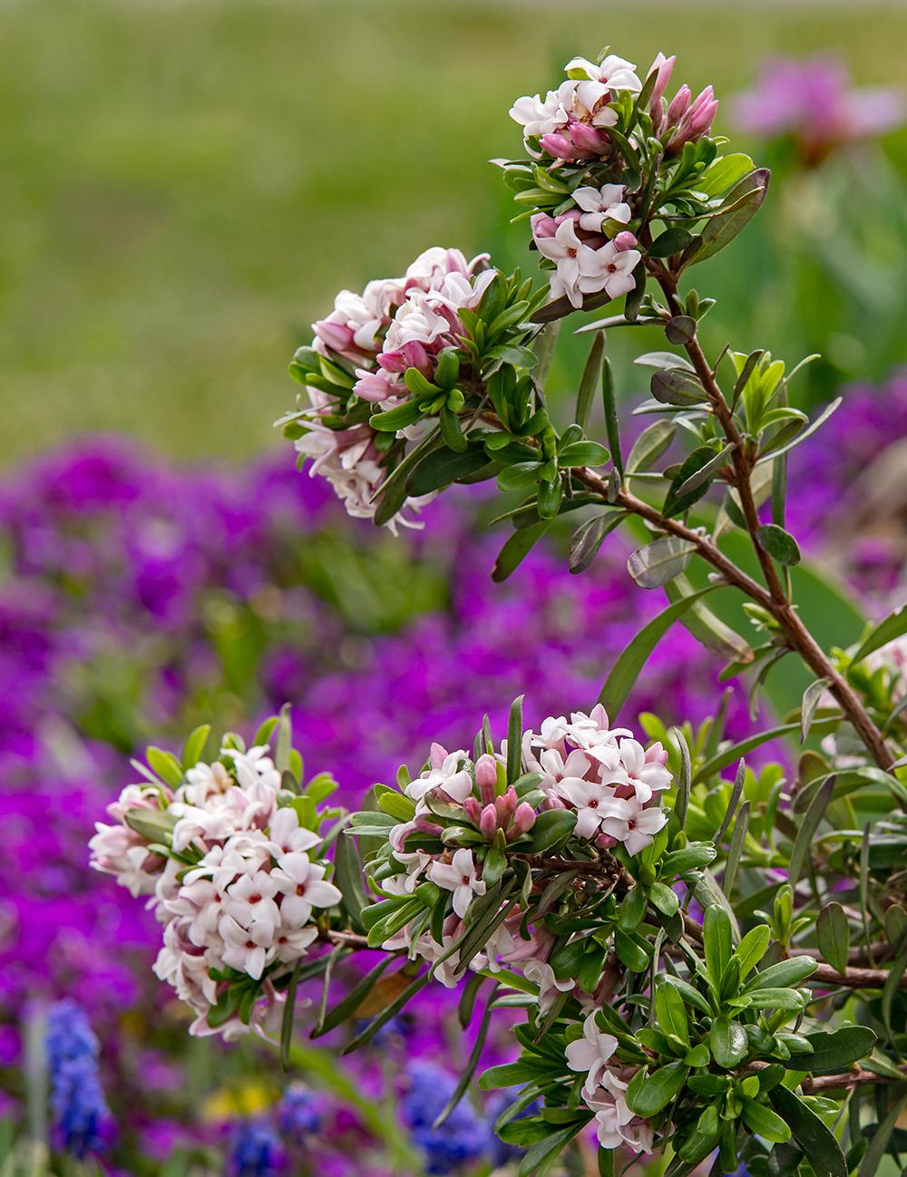 Photo of Daphne Eternal Fragrance uploaded by dirtdorphins
