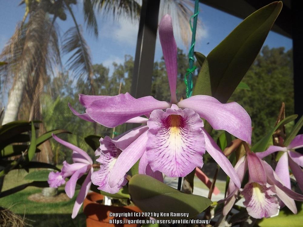 Photo of Orchid (Cattleya maxima) uploaded by drdawg