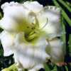 EARLY SNOW: RECOGNIZED AS THE BEST TETRAPLOID WHITE DAYLILY