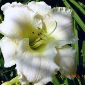 EARLY SNOW: RECOGNIZED AS THE BEST TETRAPLOID WHITE DAYLILY