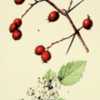 illustration [as C. chrysocarpa var. phoenicea] by M E Eaton from