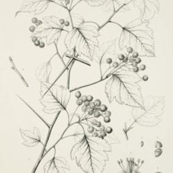 
Date: c. 1892
illustration [as C. cordata] by C. E. Faxon from Sargent's 'Silva