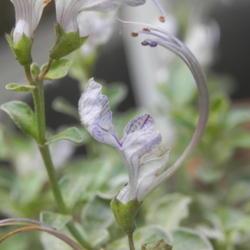 Location: St Louis
Date: 2020-05-30
this is the true Teucrium aroanium with elegant white flowers and