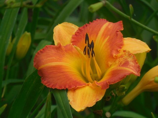 Photo of Daylily (Hemerocallis 'Blessings in a Backpack') uploaded by petalsnsepals