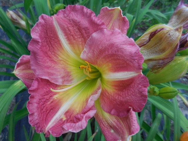 Photo of Daylily (Hemerocallis 'Classic Rose') uploaded by petalsnsepals