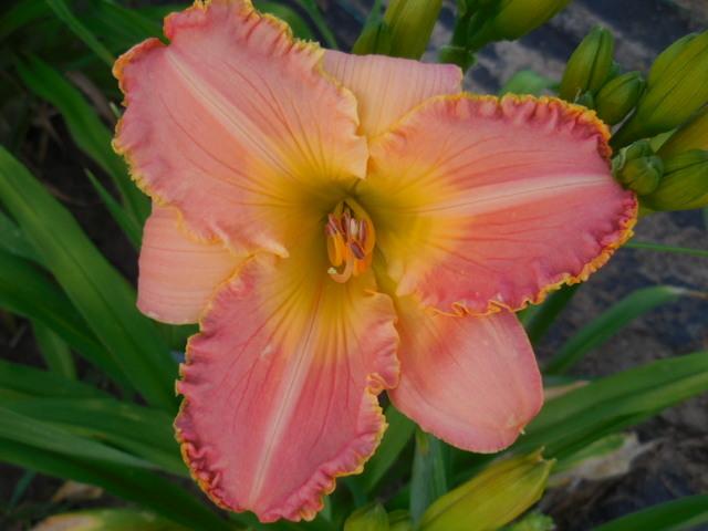 Photo of Daylily (Hemerocallis 'Asheville Summer Jewel') uploaded by petalsnsepals