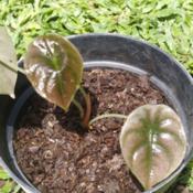 My Baby Alocasia Cuprea got new leaf.