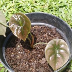 Location: Denpasar, Bali.
Date: 2021-02-17
My Baby Alocasia Cuprea got new leaf.