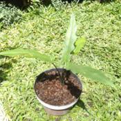 My "Keris Papua" aka Alocasia Lauterbachiana
