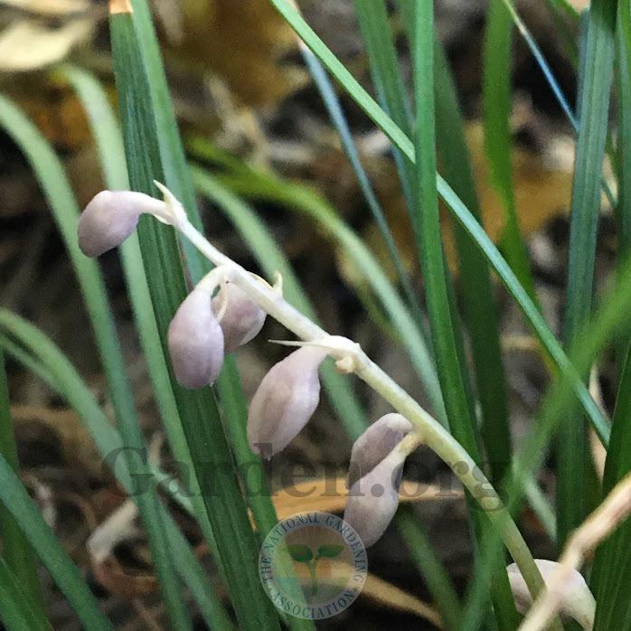 Photo of Mondo Grass (Ophiopogon japonicus) uploaded by BlueOddish