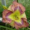 Photo courtesy of Mike Grossman/Northern Lights Daylilies.