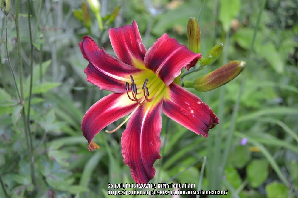 Photo of Daylily (Hemerocallis 'A Little Fire, Scarecrow') uploaded by KJMarionGallant