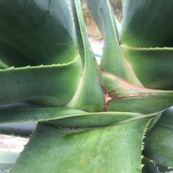Location: San Diego
Date: 2020-06-28
Close up of 1 year old branch on Aloe Hercules showing growth pat