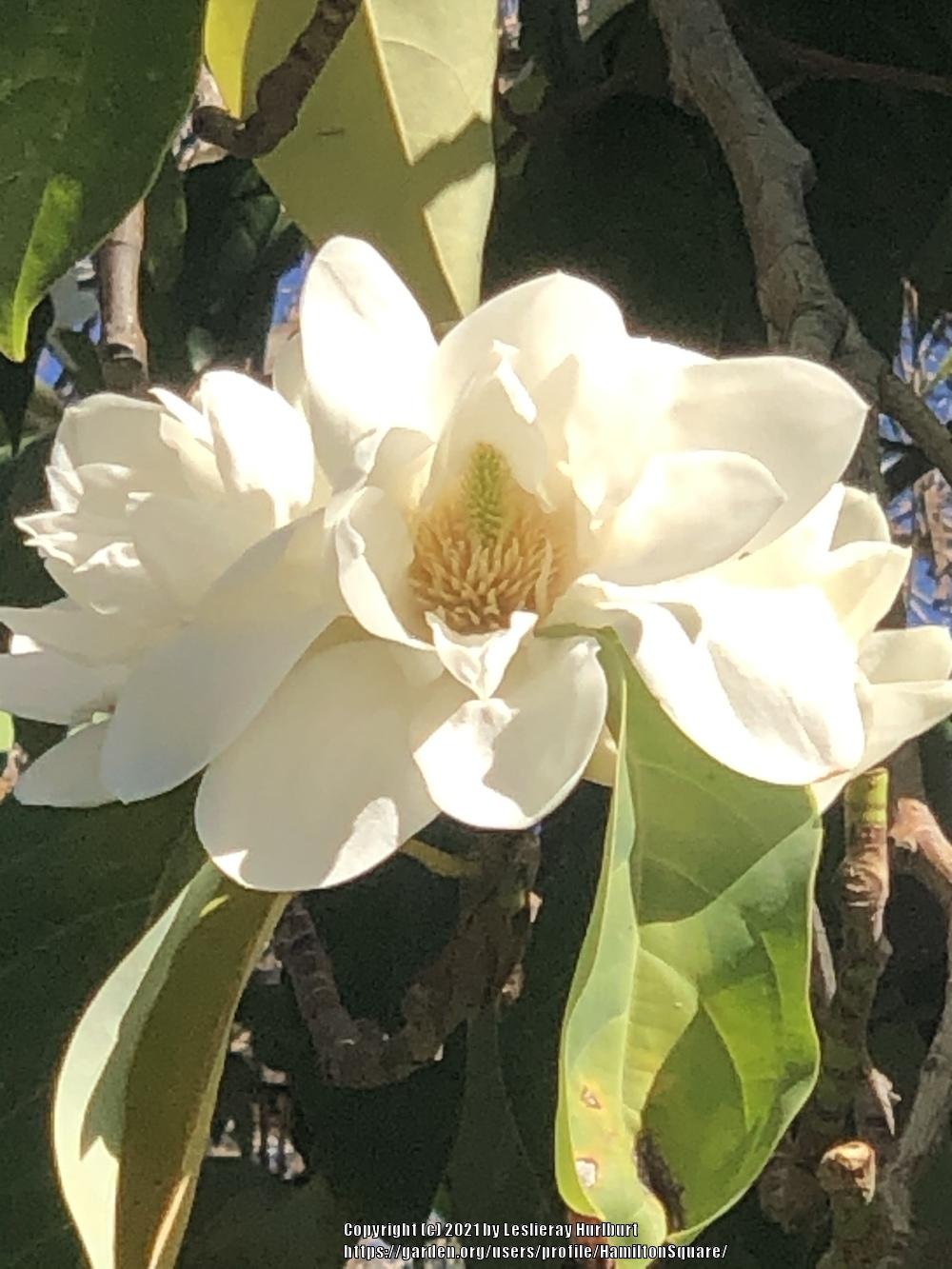 Photo of Joy Perfume Tree (Magnolia champaca) uploaded by HamiltonSquare
