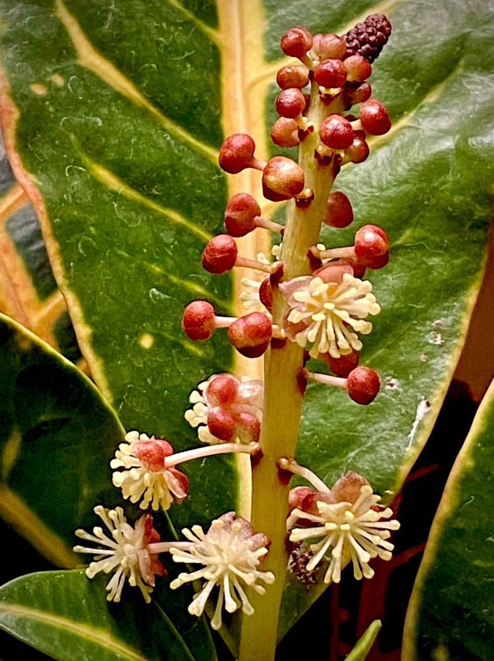 Photo of Croton (Codiaeum variegatum 'Petra') uploaded by ketsui73