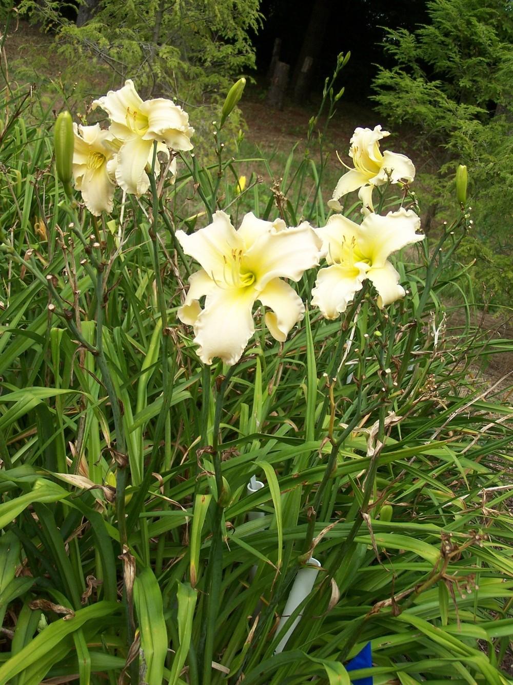 Photo of Daylily (Hemerocallis 'Stand the World on Its Ear') uploaded by prairiesedgegardens