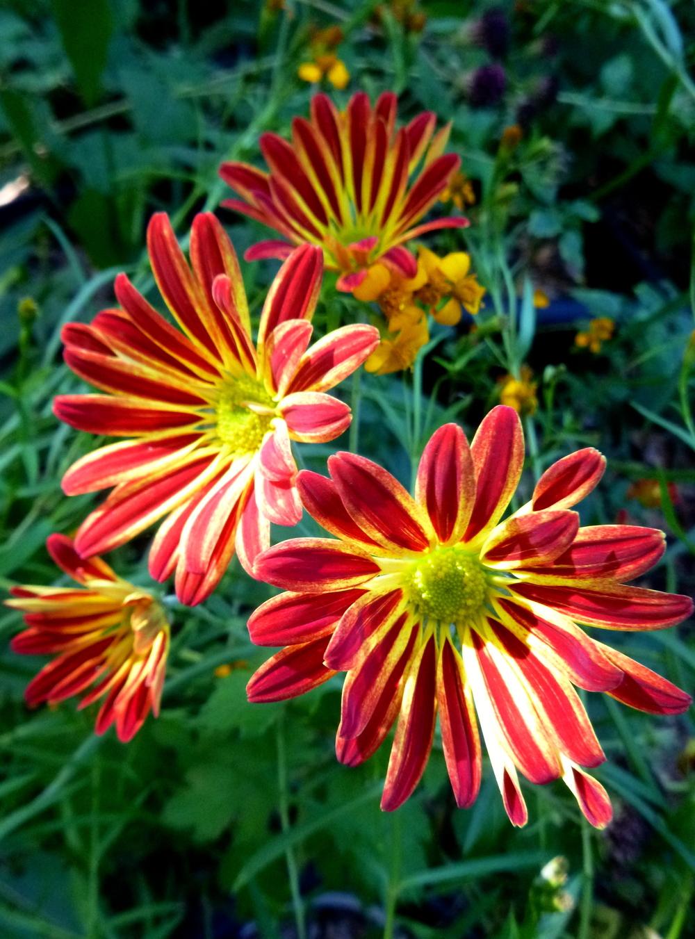 Photo of Florist Mum (Chrysanthemum Point Pelee™) uploaded by scvirginia