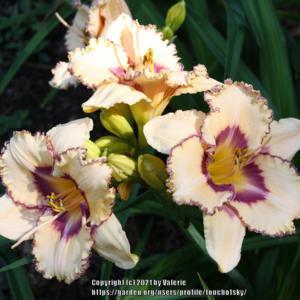 Perfect name for this beautiful daylily!