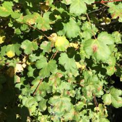 Location: Little Cottonwood Canyon, Salt Lake County, Utah, United States
Date: 2020-08-06
Acer glabrum var. glabrum