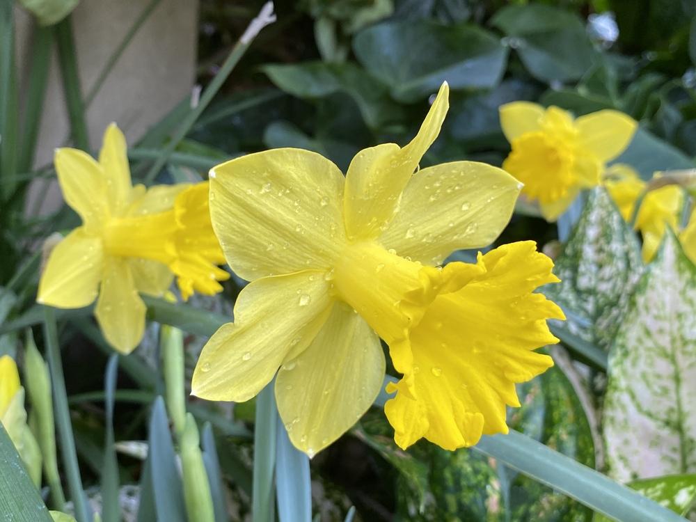 Photo of Trumpet Narcissus (Narcissus 'Golden Harvest') uploaded by csandt