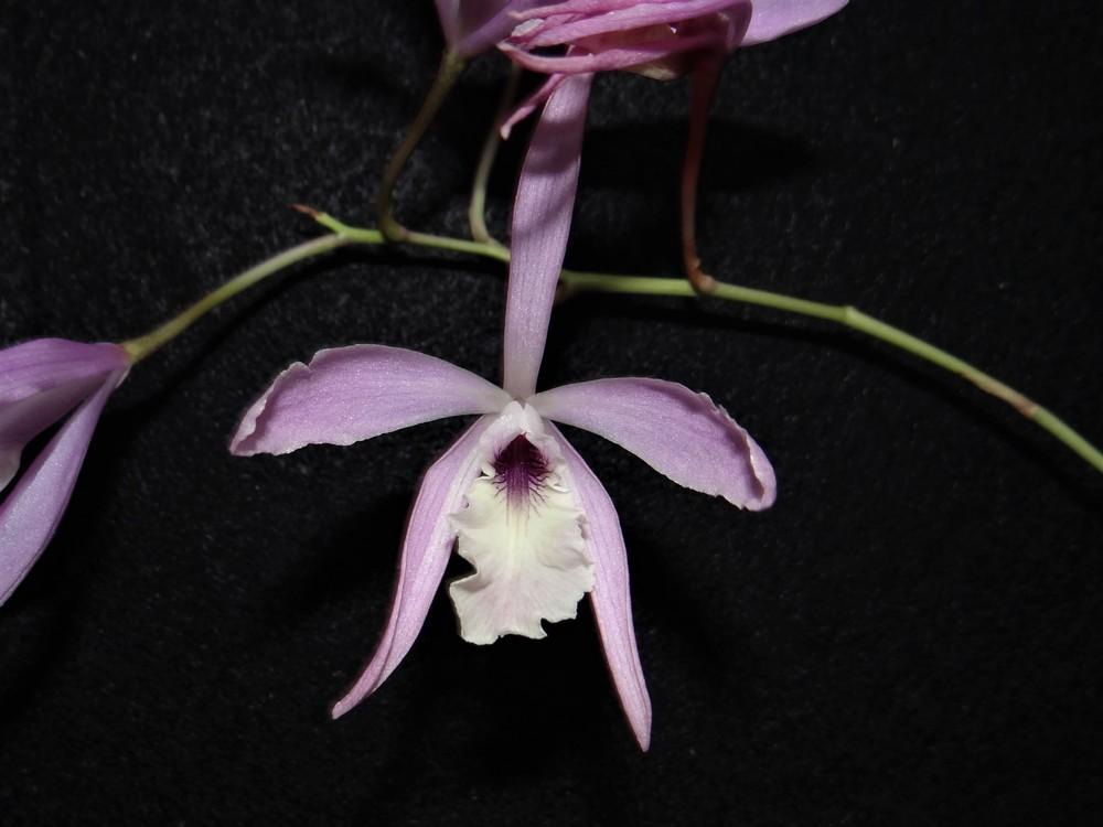 Photo of Orchid (Myrmecolaelia fuchsii) uploaded by hawkarica