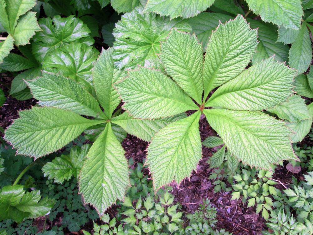 Photo of Rodgersia (Rodgersia aesculifolia) uploaded by lauribob