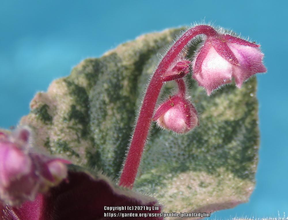 Photo of African Violet (Streptocarpus 'Harmony's Hot Flash') uploaded by plantladylin