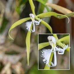 Location: Conservatory, Matthaei Botanical Gardens, Ann Arbor
Date: 2012-10-25
Epidendrum ciliare - fascinating blooms.  Enlarged inset of the s