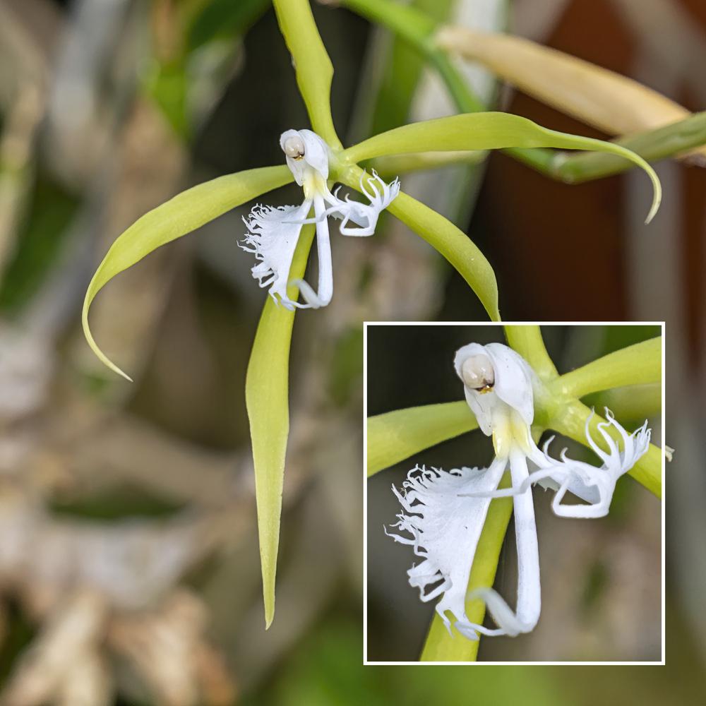 Photo of Orchid (Epidendrum ciliare) uploaded by arctangent