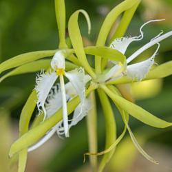 Location: Conservatory, Matthaei Botanical Gardens, Ann Arbor
Date: 2012-10-25
Epidendrum ciliare - Two blooms with their strappy yellow-green p