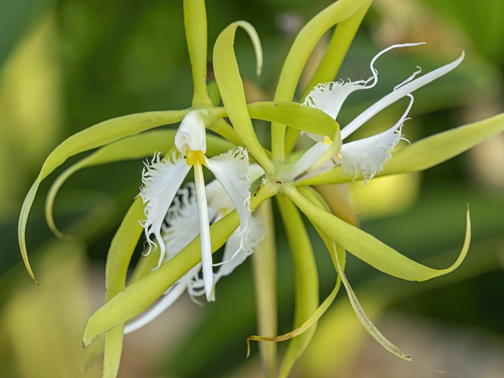 Photo of Orchid (Epidendrum ciliare) uploaded by arctangent